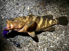 アコウの釣果