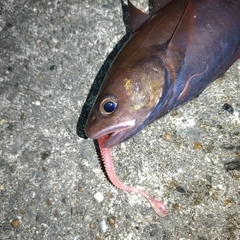 ドンコの釣果