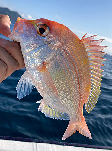 レンコダイの釣果