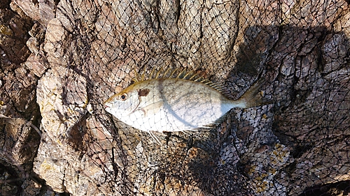 アナゴの釣果