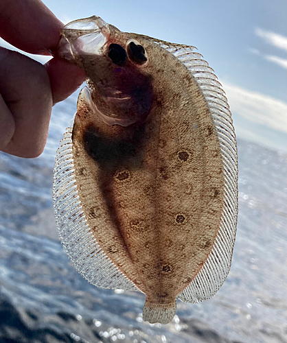 ガンゾウビラメの釣果