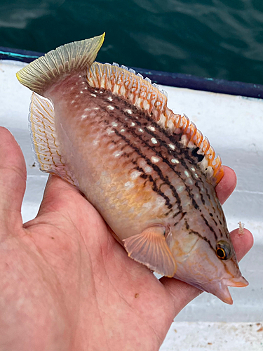 ホシササノハベラの釣果