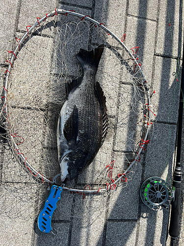 チヌの釣果