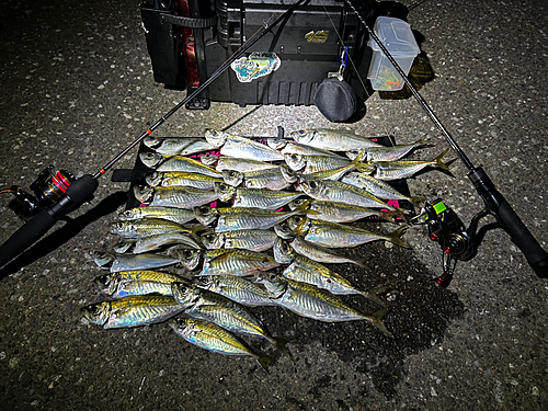 アジの釣果