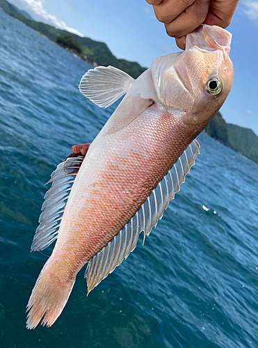 シロアマダイの釣果