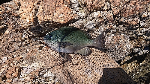 クロの釣果