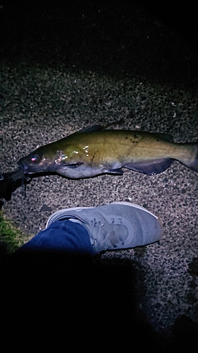 アメリカナマズの釣果