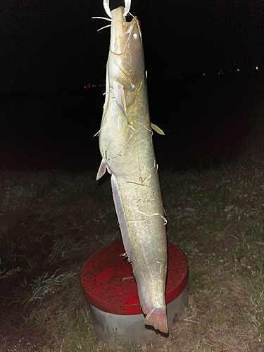 ナマズの釣果