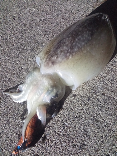 シリヤケイカの釣果