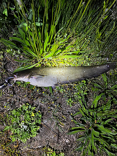 ナマズの釣果