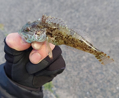 アナハゼの釣果