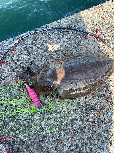 コウイカの釣果