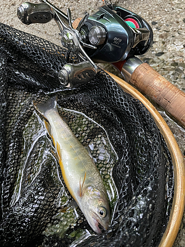 イワナの釣果