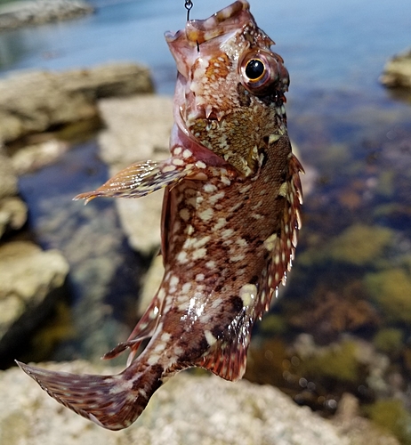 カサゴの釣果