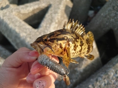 タケノコメバルの釣果