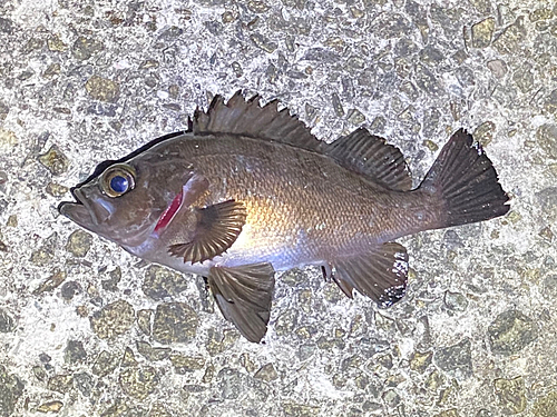 メバルの釣果