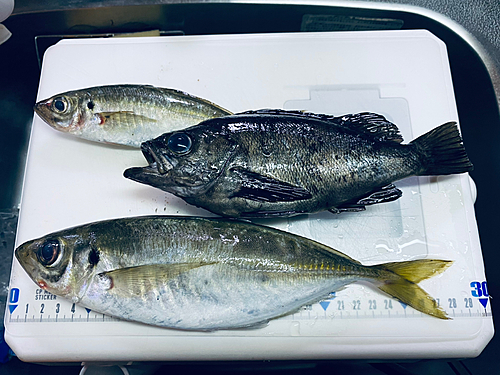 アジの釣果