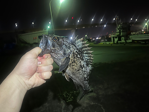 クロソイの釣果