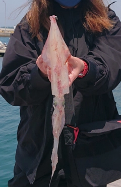 ヤリイカの釣果