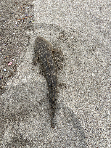 マゴチの釣果