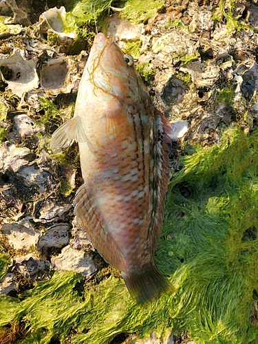 キスの釣果