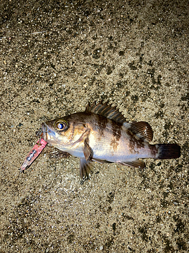 メバルの釣果