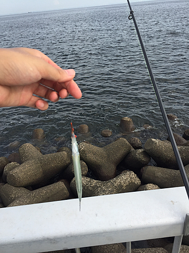 キスの釣果