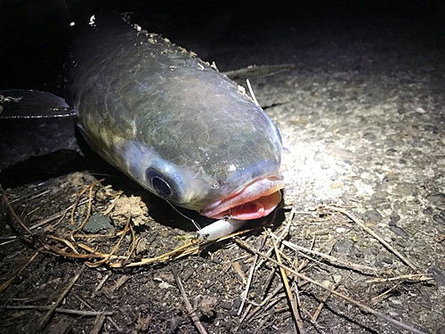 ボラの釣果