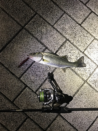 セイゴ（マルスズキ）の釣果