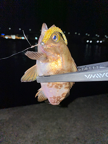 メバルの釣果