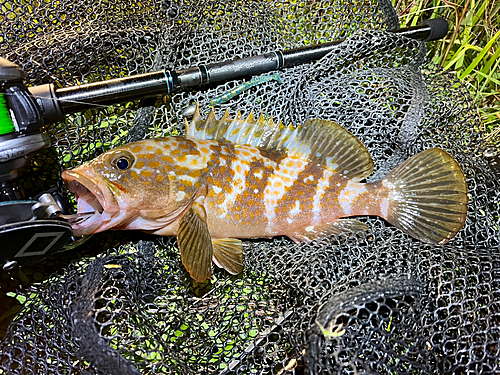 アコウの釣果