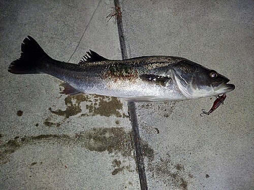 シーバスの釣果