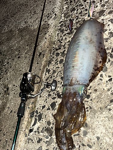 アオリイカの釣果