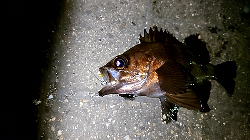 メバルの釣果