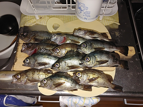 メバルの釣果