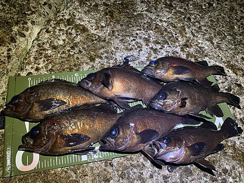 シロメバルの釣果