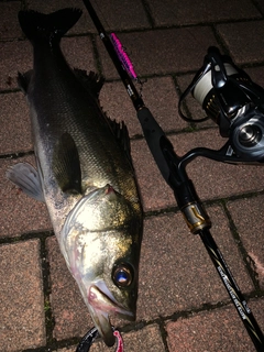 シーバスの釣果