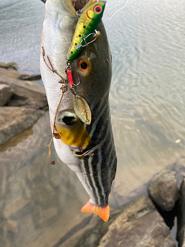 シマフグの釣果