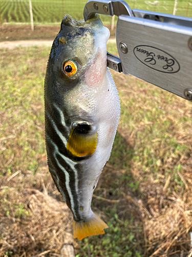 シマフグの釣果