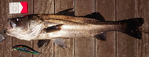 シーバスの釣果