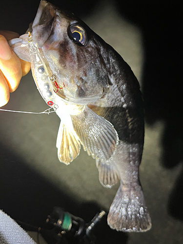 クロソイの釣果