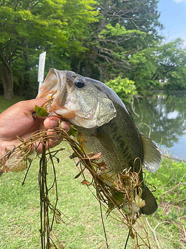 ラージマウスバスの釣果