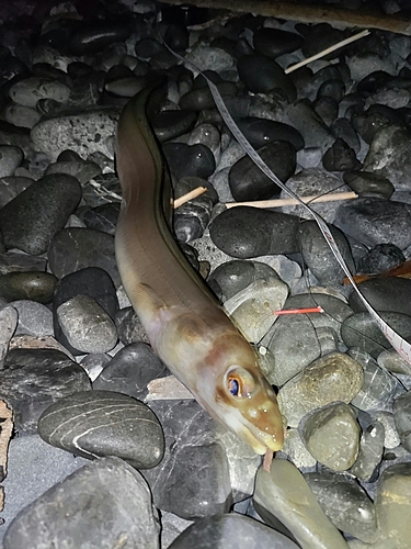 アナゴの釣果