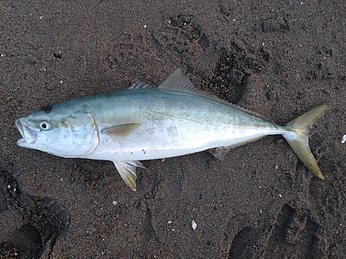 ワラサの釣果