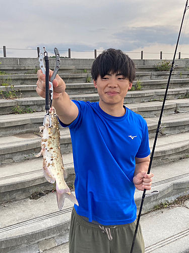 アメリカナマズの釣果