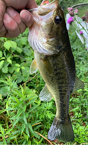 ブラックバスの釣果