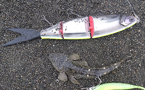 マゴチの釣果