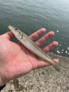 シロギスの釣果