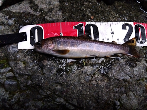 イワナの釣果