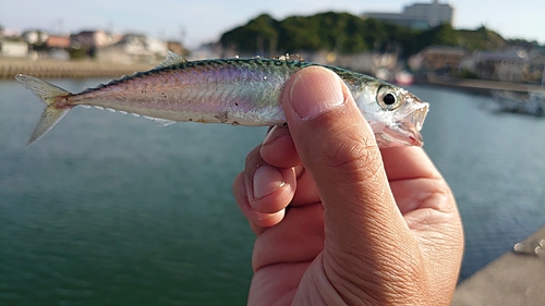 サバの釣果